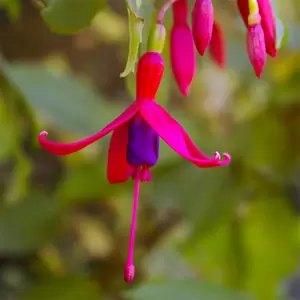 Fuchsia 'Genii' (Pot Size 3L) - Hardy Fuchsia - image 2