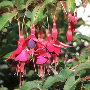 Fuchsia 'Genii' (Pot Size 3L) - Hardy Fuchsia - image 1