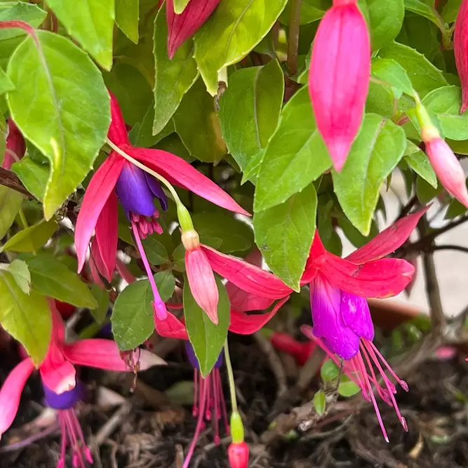 Fuchsia 'Genii' (Pot Size 3L) - Hardy Fuchsia - image 3