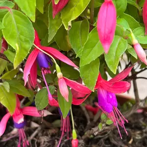 Fuchsia 'Genii' (Pot Size 3L) - Hardy Fuchsia - image 3