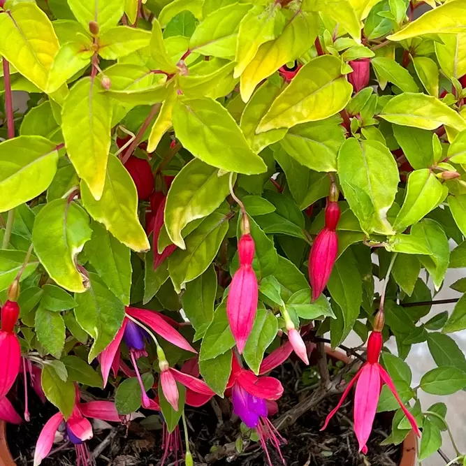 Fuchsia 'Genii' (Pot Size 3L) - Hardy Fuchsia - image 4