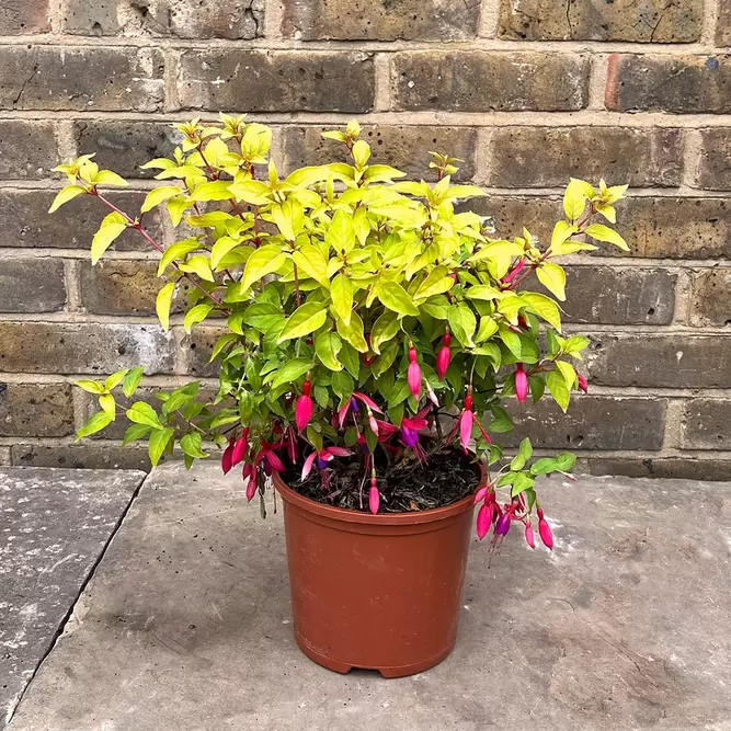 Fuchsia 'Genii' (Pot Size 3L) - Hardy Fuchsia - image 5