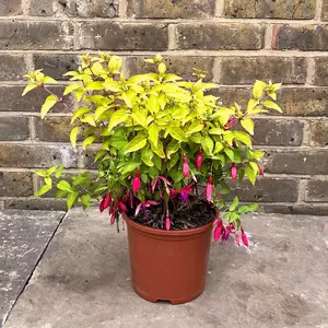 Fuchsia 'Genii' (Pot Size 3L) - Hardy Fuchsia - image 5