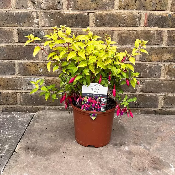 Fuchsia 'Genii' (Pot Size 3L) - Hardy Fuchsia - image 6