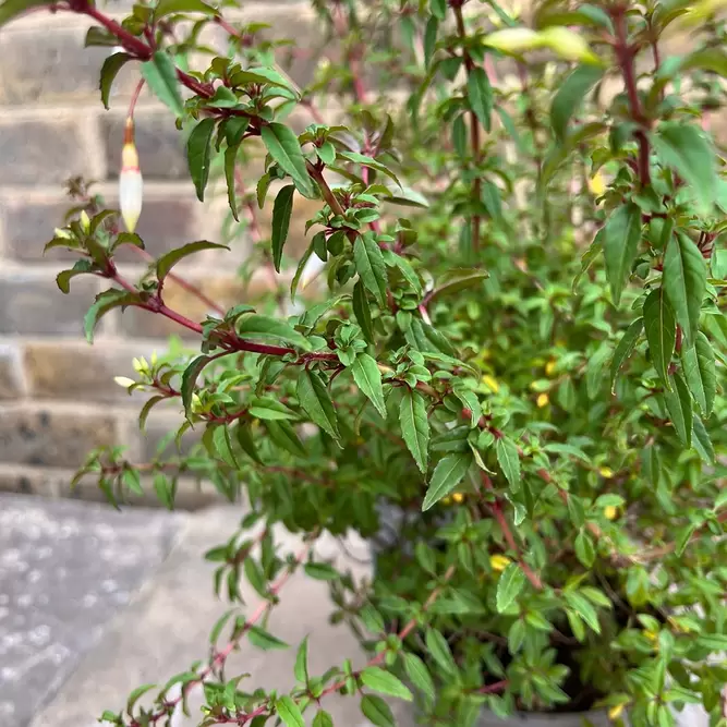 Fuchsia magellanica 'Arauco' (Pot Size 2L) - Hardy Fuschia - image 1