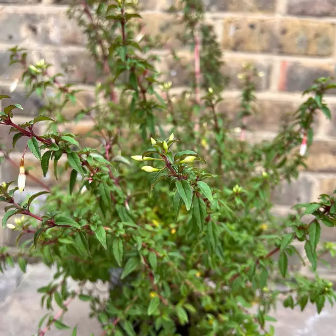 Fuchsia magellanica 'Arauco' (Pot Size 2L) - Hardy Fuschia - image 2
