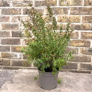 Fuchsia magellanica 'Arauco' (Pot Size 2L) - Hardy Fuschia - image 3