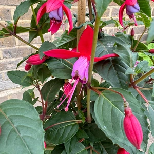 Fuchsia 'Standard' (Pot Size 19cm) - image 4