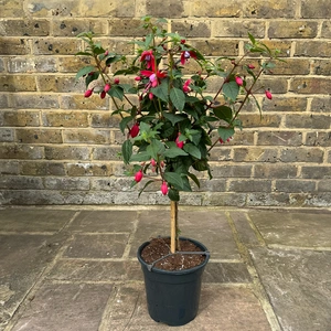 Fuchsia 'Standard' (Pot Size 19cm) - image 2