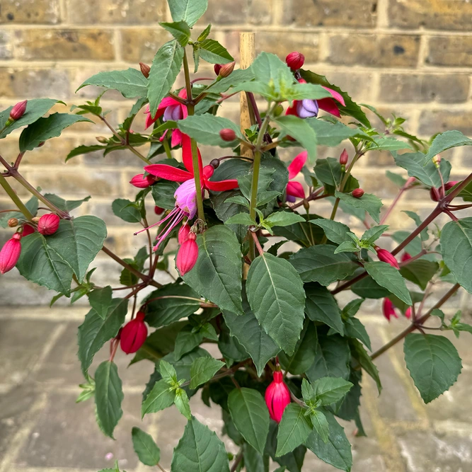 Fuchsia 'Standard' (Pot Size 19cm) - image 3