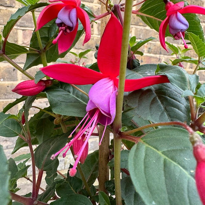 Fuchsia 'Standard' (Pot Size 19cm) - image 1