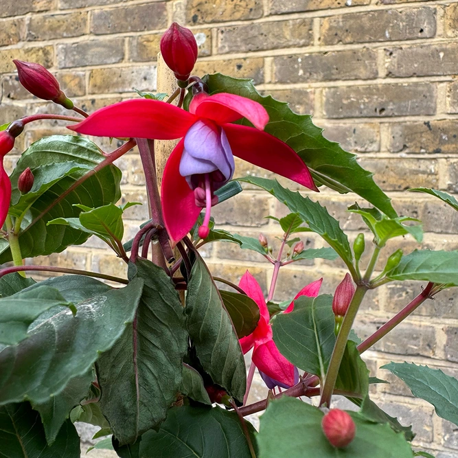 Fuchsia 'Standard' (Pot Size 19cm) - image 5