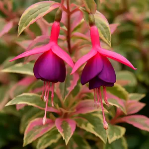 Fuchsia 'Sunray' (Pot Size 3L) - image 1