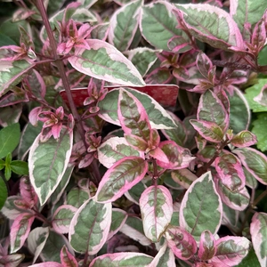 Fuchsia 'Sunray' (Pot Size 3L) - image 2
