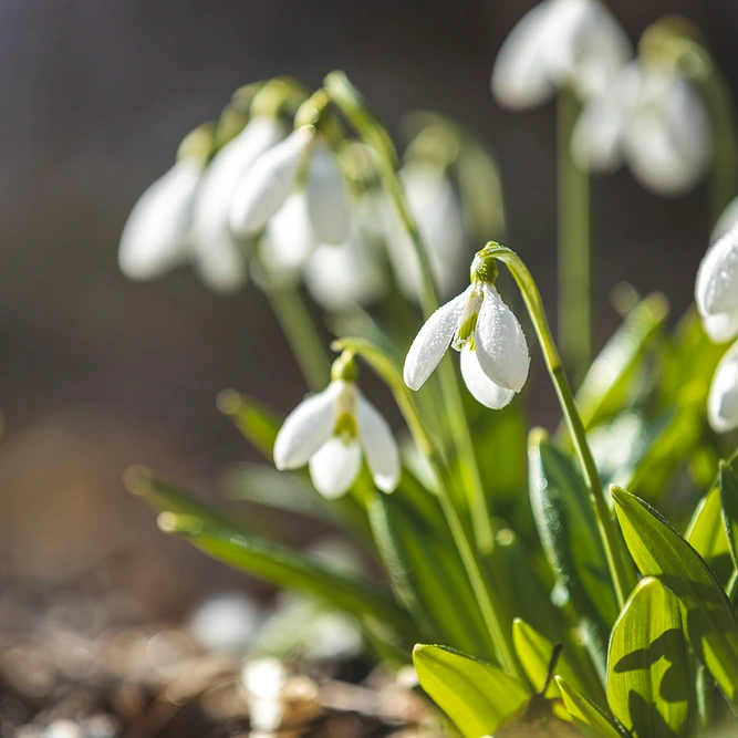 Galanthus elwesii (Pot Size 1L) Giant Snowdrop