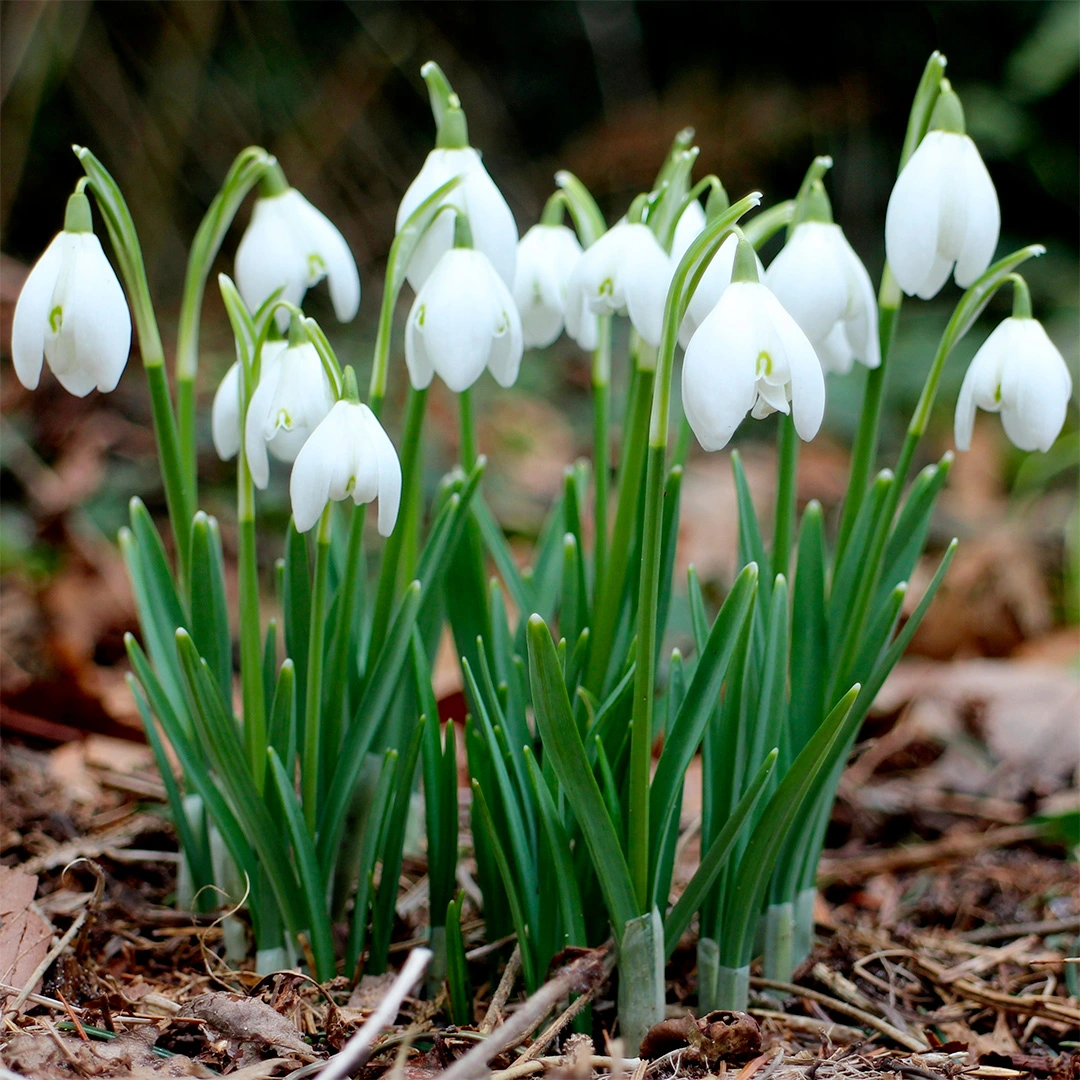 Galanthus Nivalis (Pot Size 1L) Bulbs in Pots - The Boma Garden Centre