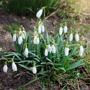 Galanthus nivalis 'Snowdrop' (Pot Size 9cm)