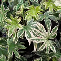 Shrubs