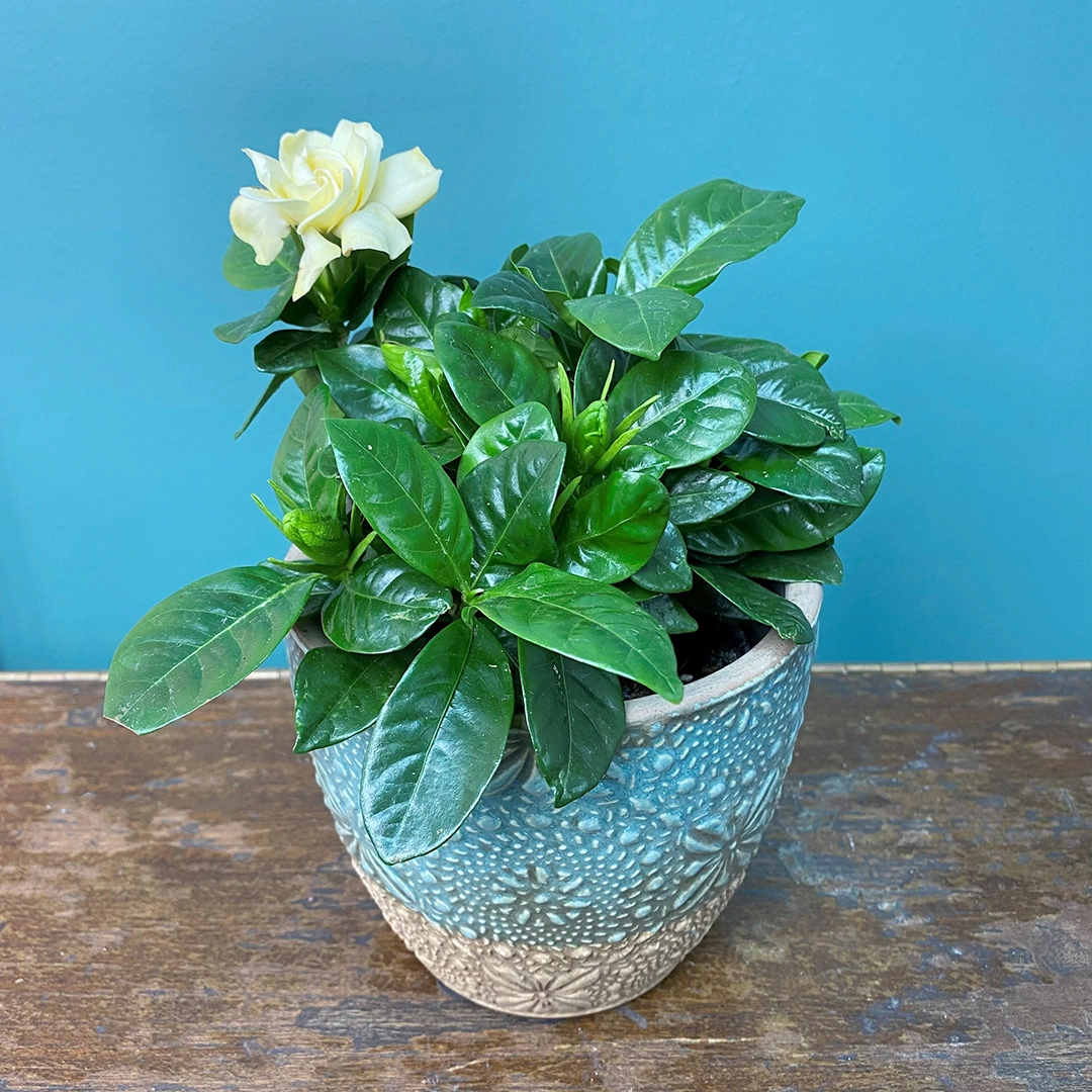 Gardenia jasminoides (Pot Size 9cm) Cape jasmine from Boma Garden Centre