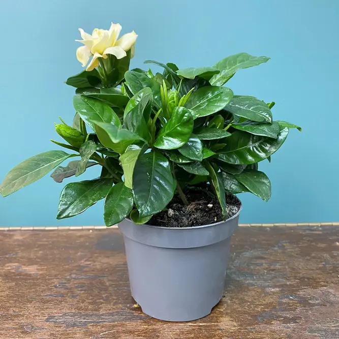 Gardenia jasminoides (Pot Size 13cm) Cape jasmine