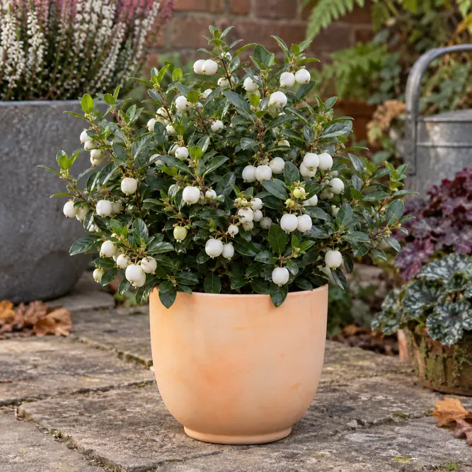 Gaultheria mucronata 'Alba' (Pot Size 14cm) Prickly Heath