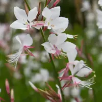 Gaura