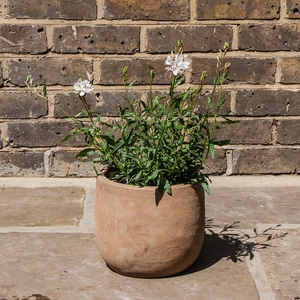 White Gaura - Gaura lindheimeri 'Gaudi White'