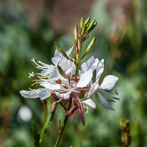 White Gaura - Gaura lindheimeri 'Gaudi White' 