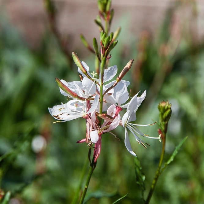 White Gaura - Gaura lindheimeri 'Gaudi White' 