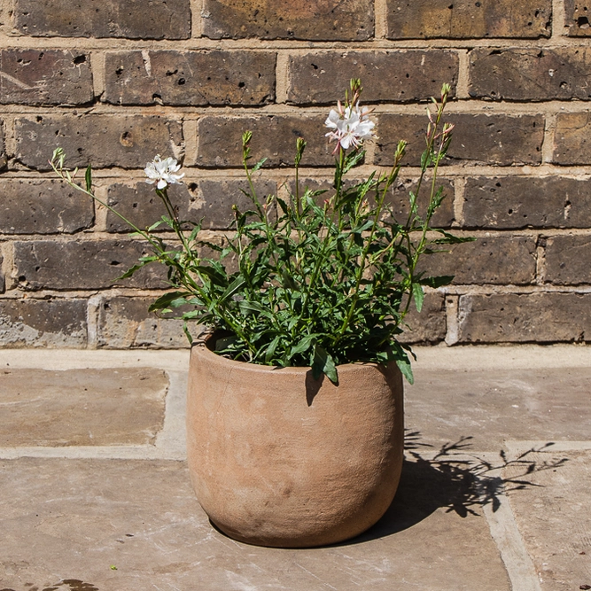 White Gaura - Gaura lindheimeri 'Gaudi White' 