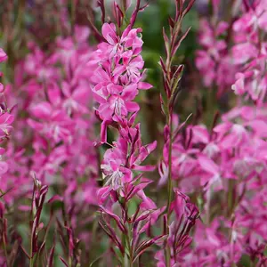 Gaura lindheimeri ‘pink’ (Pot Size 17cm) Lindheimer’s Beeblossom - image 1