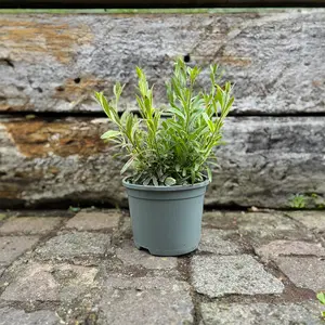 Gaura lindheimeri ‘pink’ (Pot Size 17cm) Lindheimer’s Beeblossom - image 2