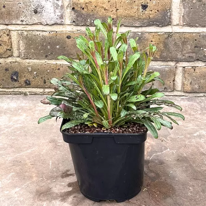 Gaura lindheimeri (Pot Size 2L)