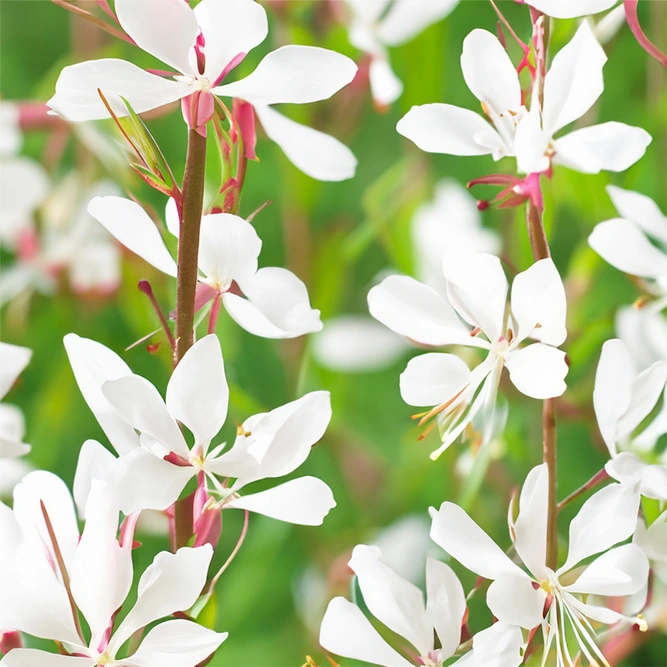 White Gaura - Gaura lindheimeri 'Gaudi White'