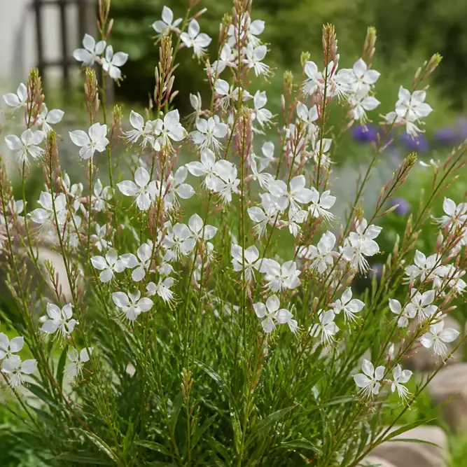 Gaura lindheimeri white (Pot Size 19cm) White Gaura; Bee Blossom; Wand Flower