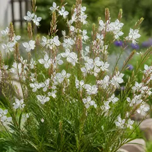 Gaura lindheimeri White