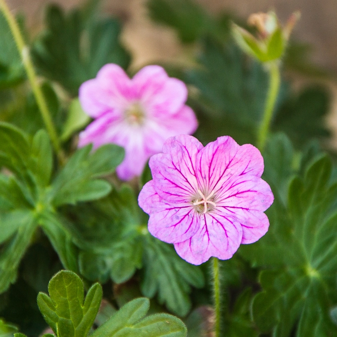 Geranium 'Blushing Turtle' (3L) Cranesbill - image 1