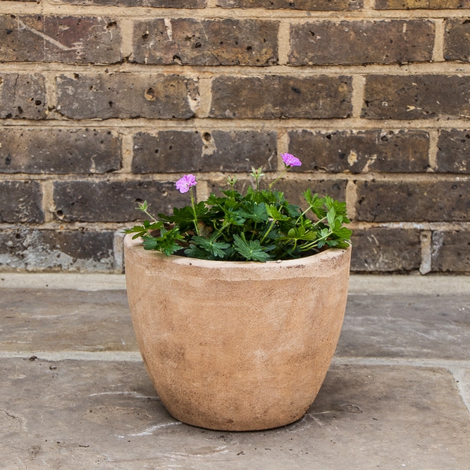 Geranium 'Blushing Turtle' (3L) Cranesbill - image 3