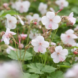 Geranium × cantabrigiense ‘Biokovo’ (Pot Size 1L) Hardy Cranesbill