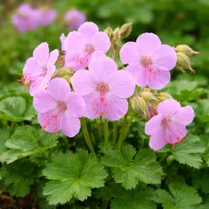 Geranium × cantabrigiense ‘Cambridge’ (Pot Size 1L) Hardy Cranesbill