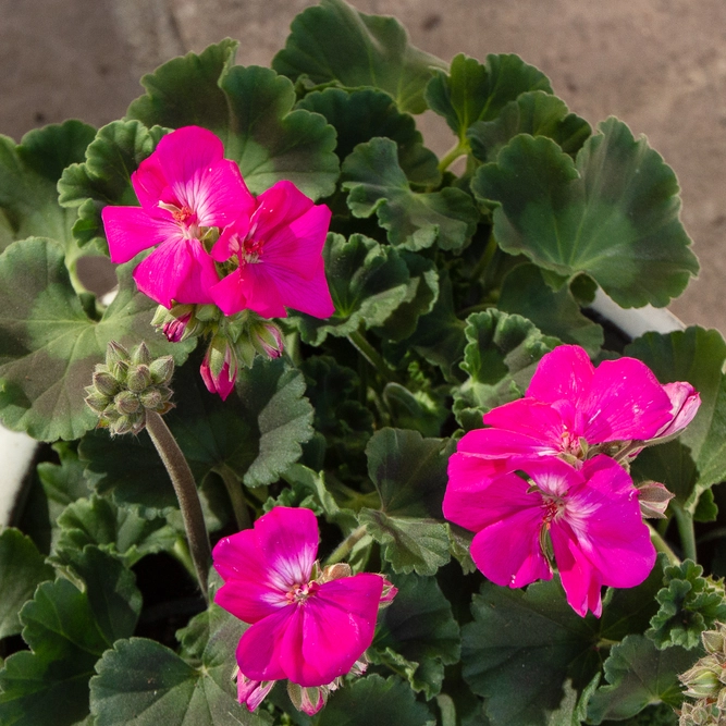 Geranium Dark Pink (Pot Size 10.5cm) - image 2