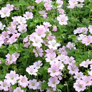 Geranium ‘Dreamland’ (Pot Size 2L) Hardy Cranesbill