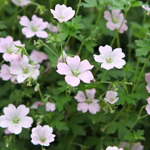 Geranium ‘Dreamland’ (Pot Size 2L) Hardy Cranesbill - image 2