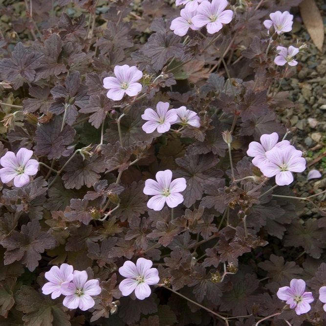 Geranium endressii 'Dusky Crug' (Pot Sizer 1ltr) Perennial Geranium