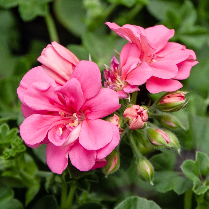 Geranium Ivy Trailing Double Flower Light Pink (Pot Size 10.5cm)