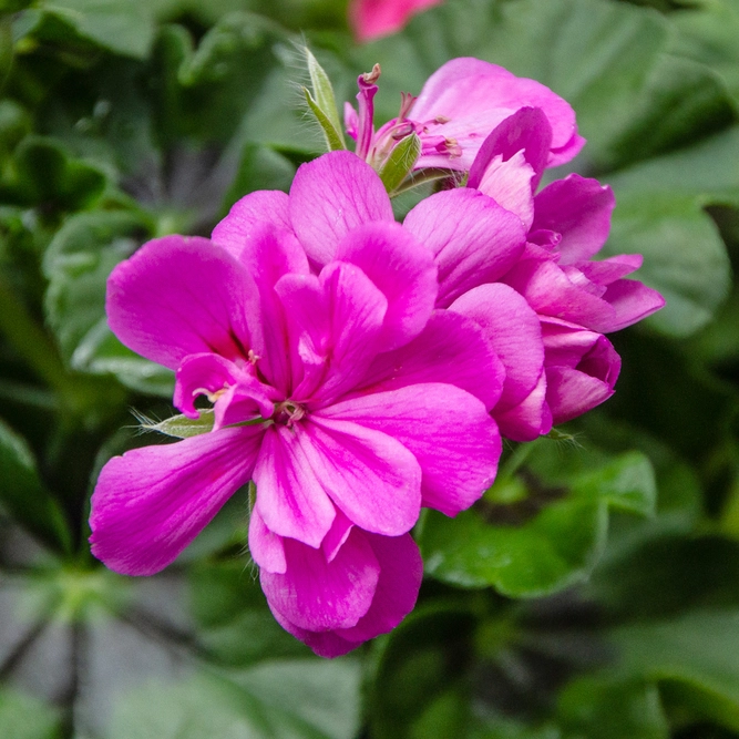 Geranium Ivy Trailing Double Flower Purple (Pot Size 10.5cm)