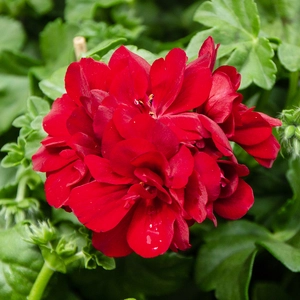Geranium Ivy Trailing Double Flower Red