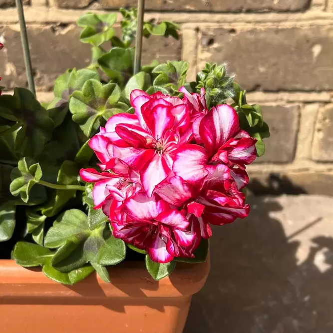 Geranium Ivy Trailing Double Flower Rouletta (Pot Size 10.5cm) - image 1