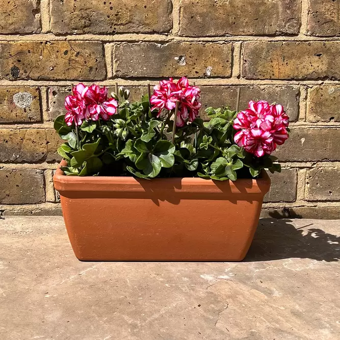 Geranium Ivy Trailing Double Flower Rouletta (Pot Size 10.5cm) - image 3