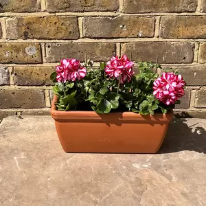 Geranium Ivy Trailing Double Flower Rouletta (Pot Size 10.5cm) - image 3